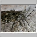 Rhaphigaster nebulosa - Graue Feldwanze 07.jpg